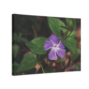 M25 Miniature: "Vinca"